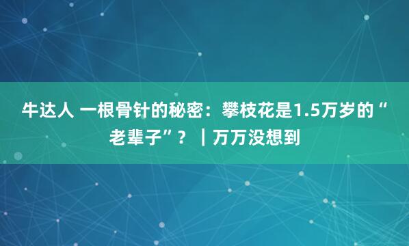 牛达人 一根骨针的秘密：攀枝花是1.5万岁的“老辈子”？｜万万没想到